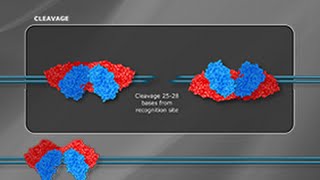 What is a Type III Restriction Enzyme [upl. by Intyre]