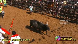 puduppatty jallikattu 2019 Part 1 4 [upl. by Ellan694]