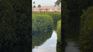 Have you ever seen a crocodile in the Florida Keys marinewildlife keylargo fyp crocodile flkey [upl. by Schwerin]