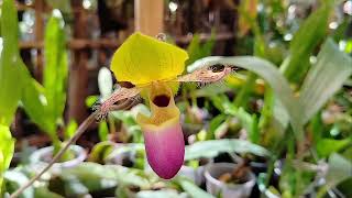 Dendrobium agregatum Chiloschista javania Phal cornucervi Paphio glauchophyllum SIAP Di ORDER 🙂 [upl. by Eshelman]