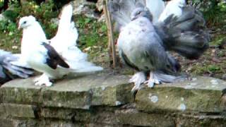 Indian Fantail pigeons [upl. by Geminius631]