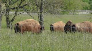 Bison in the summer pasture [upl. by Rosenblatt]