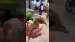 Runaway peachick 🐣 peacock cuteanimals acreagelife [upl. by Acenes]