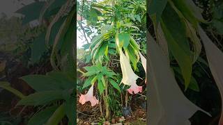 Brugmansia versicolor shorts flowers plants trend [upl. by Staw324]