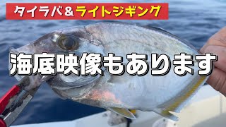 初めての魚が2種も釣れた～海底にカメラ落としてみた [upl. by Weisbrodt114]