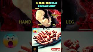 Incredible fetal development 😇 Fetus  Baby in the womb ✅ shortsfeed pregnancy baby fertility [upl. by Fast]