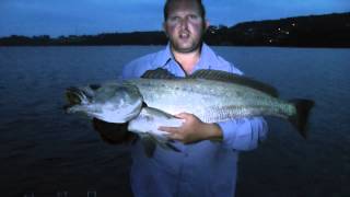 MULLOWAY quot Predators Of The Estuary quot REEL IT IN [upl. by Enirual]