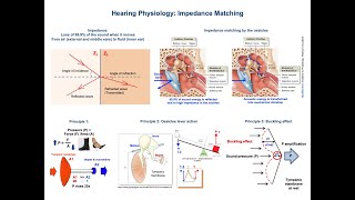 Impedance Matching Ear Physiology  Middle ear bones [upl. by Peirsen300]