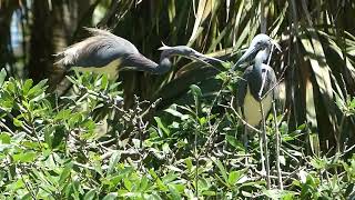 2 TriColored Herons and 1 stick In the Breeding Season Sticks Are Snapped Up St Augustine Florida [upl. by Anerual]