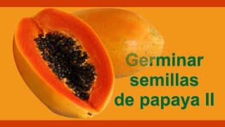 Cómo sembrar y germinar semillas de papaya II [upl. by Dammahom]