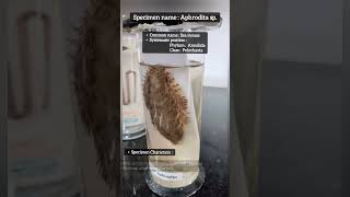 Identification of Annelida  Characteristic of Phylum Annelida Aphrodita spSea mouse practical [upl. by Eitteb343]