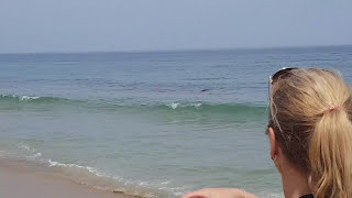 White Shark attacks at the Nauset beach at Cape Cod US [upl. by Annabal]