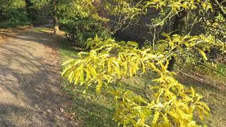 Gleditsia triacanthos Sunburst dřezovec trojtrnný [upl. by Oleg]