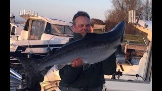 33 Pfund Lachs Rügen Trolling Sideplaner  Big atlantic salmon 36lbs trolling baltic sea [upl. by Lucina]