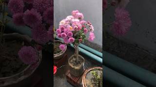 How to grow Chrysanthemum  chandramollika from pot to pot trending chrysanthemumflower plants [upl. by Ginzburg171]