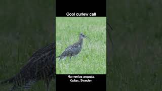 Cool curlew call [upl. by Ihana]