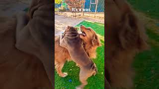 This is a war like puppy  War americanbully love comedyvideo bulldog shorts youtube [upl. by Alemak]