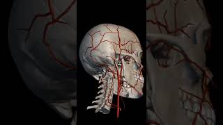 Cranium skull arteryveinscardiovascular anatomyandphysiologynursing [upl. by Aixela495]