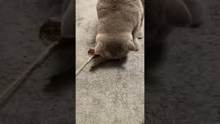 cat топ like kittty share kittey cute kitts catlover [upl. by Analem]