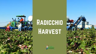 How Radicchio is Harvested in California [upl. by Enilegnave]