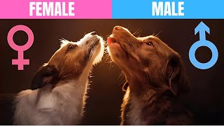 I Raised 5 Male Dogs and Discovered These 10 RARE Male Dogs Behaviors [upl. by Melvyn]