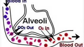 GCSE PE 1c Circulatory and Respiratory Systems [upl. by Ycnaf]