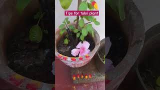 Tipsoftulsiplantibgarden houseplants plants tipsfortulsiplant [upl. by Euseibbob]