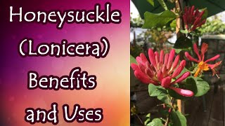 Honeysuckle Benefits and Uses [upl. by Tobias]