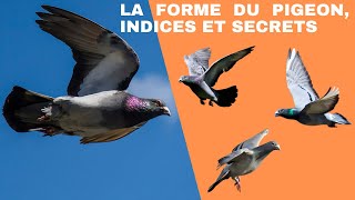 La forme du pigeon indices et secrets [upl. by Yemerej]