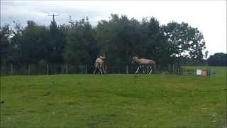 Two African Blesbok Antelopes fighting each other defending territories [upl. by Ahsiyn]