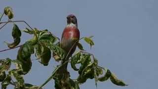 Bluthänflinge Carduelis cannabina [upl. by Siryt904]