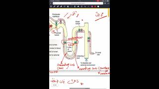 Physiology Renal system revesion part 1 [upl. by Ereveniug]