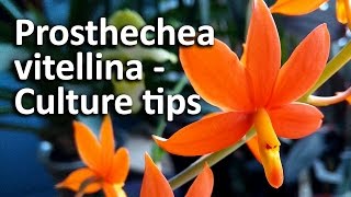 Prosthechea vitellina  Culture tips [upl. by Vallery]