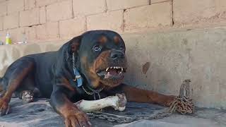 Rottweiler aggressive [upl. by Dougald]