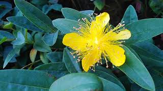 Le millepertuis nom scientifique L hypericum calycinum [upl. by Elwee]