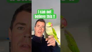 Parrot diet parrotdiet alexandriantalkingparrot parrotvideos birdspecies [upl. by Suciram]