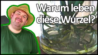 Das Geheimnis hinter Waterplants  Flol [upl. by Arno]