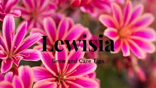 Lewisia Grow and Care Tips [upl. by Aihsrop]