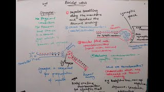 synapse class 12  synapse nervous system  synapse nervous system in hindi [upl. by Leong530]