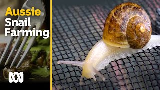 Snail farming in Australia  slow small and sustainable  Escargot Day  ABC Australia [upl. by Ericha]