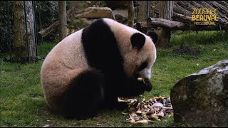 Un 2ème bébé panda à Beauval [upl. by Wehttam]