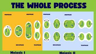 Meiosis Grade 12 Life Sciences [upl. by Astra]