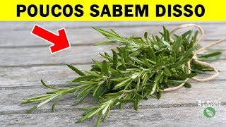 🌿O ALECRIM É 100 Vezes Mais Poderoso Que Muitas Vitamina Saiba Como Usar [upl. by Aileve46]