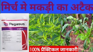 Pegasus Syngenta  Mite Thrips Whitefly को चुटकियों खत्म कर लेता है [upl. by Yup]