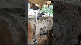 How to cut Kalimantan keruing trees bandsaw wood woodworking [upl. by Robson815]