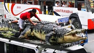 This is The Largest Crocodile in History [upl. by Ahnavas]