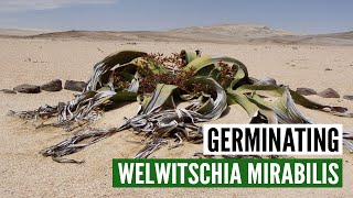 Germinating Welwitschia Mirabilis  Facts amp myths [upl. by Nyladnewg493]