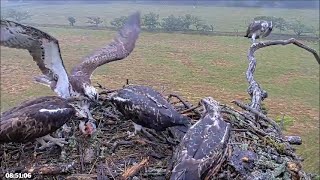 22 July am  Our soggy resilient family at breakfish time  ©️BywydGwylltGlaslynWildlife [upl. by Mecke]