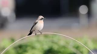 畑のサバクヒタキ（Desert Wheatear） [upl. by Leohcin]