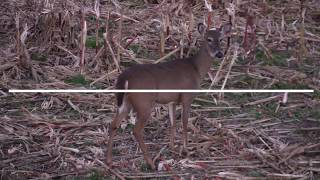 Whitetail Deers Reaction Time [upl. by Yelahc160]